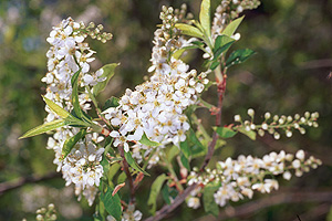 Непостоянный месяц май