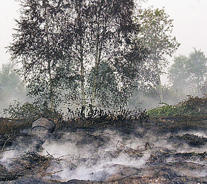 Проблему торфяников не решить