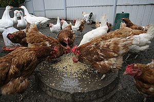 Без паники из-за снятия эмбарго