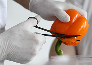 Четыре "овощных" условия