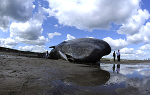 Сезон китов-"самоубийц"