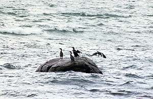 Россия не нуждается в арбитраже по Курилам