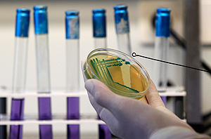 Овощи из ЕС "освободят"