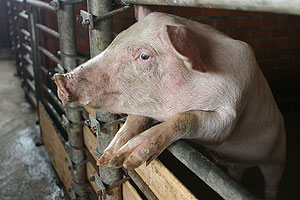 Рекомендован отказ от жирного