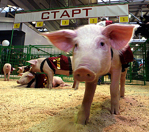 Из Москвы этапируют свиней