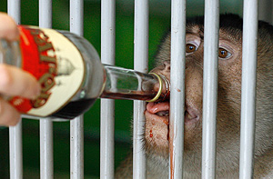 Ритейлеры против алкогольных барьеров