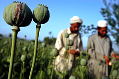 У США и России одни цели в борьбе с наркотиками в Афганистане