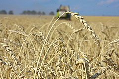 Зубков "взвинтил" цены на пшеницу