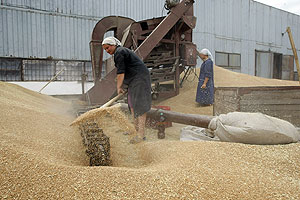 Зерно: пошлины вместо эмбарго
