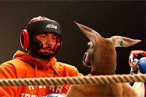 Возвращение (кик)боксера