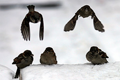 Морозы вернутcя через пару дней