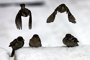 Морозы вернутcя через пару дней