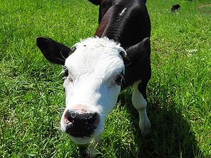 Это просто жизнь