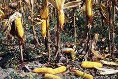 Кукуруза и соя против роста