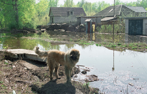 Ливни разрушили дамбу