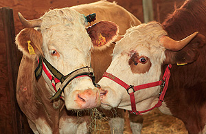 Это просто жизнь