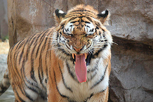 Это просто жизнь