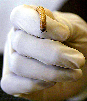 На Кунашире ищут червей