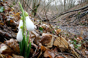 Весна идет медленно