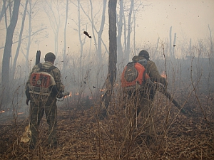 Сезон лесных пожаров начался