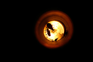 3 причины не бояться нашествия насекомых