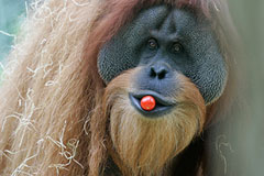 4 прогноза на финал Лиги чемпионов от животных