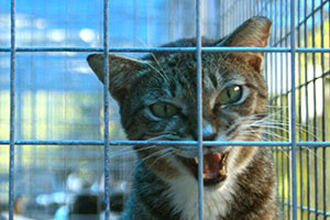 5 самых странных новостей недели