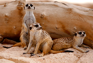 5 самых странных новостей недели