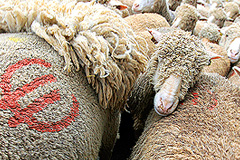 Осенью Франция придет за помощью