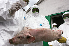 Правительство спасет свинину от чумы
