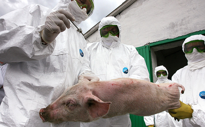 Правительство спасет свинину от чумы