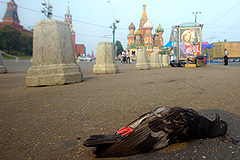 Голуби в Москве гибнут от опасной болезни Ньюкасла