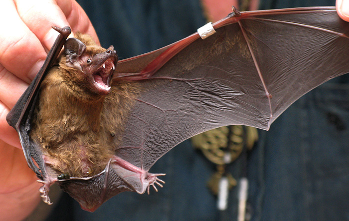 5 самых странных новостей недели