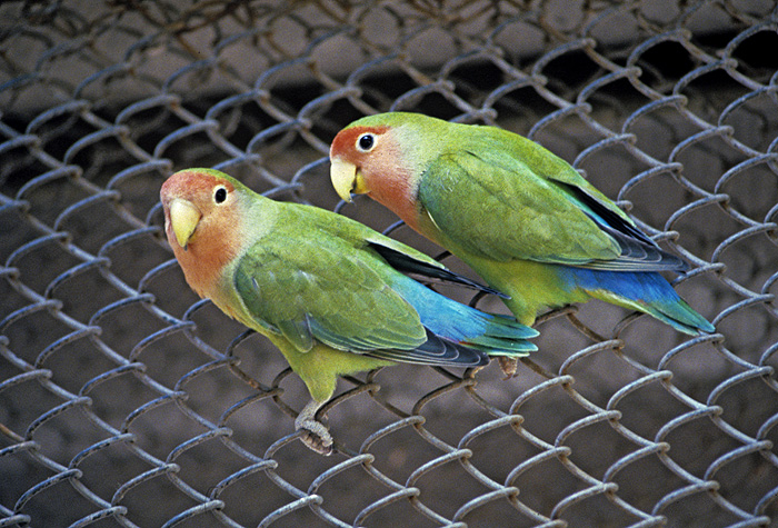 5 самых странных новостей недели