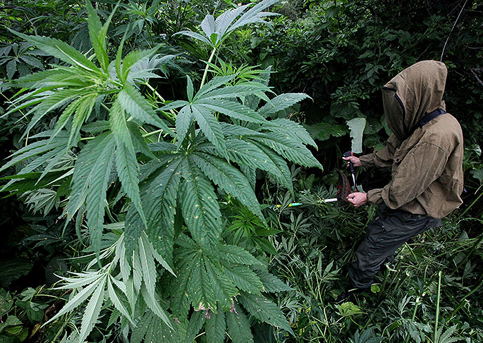 легальная марихуана в россии