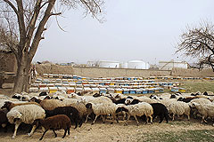 Иранский "Газпром" при смерти