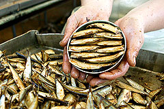 В латвийских шпротах обнаружили опасный канцероген