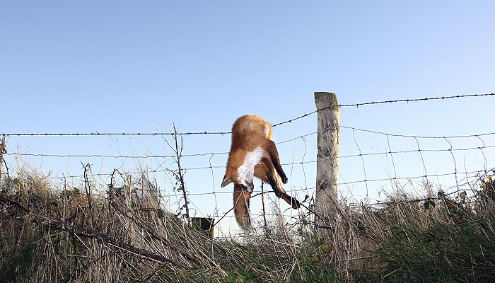 5 самых странных новостей недели