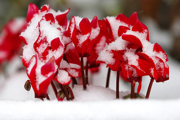 Цветы, покрытые снегом