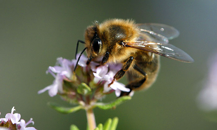 5 самых странных новостей недели