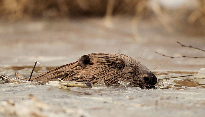 5 самых странных новостей недели