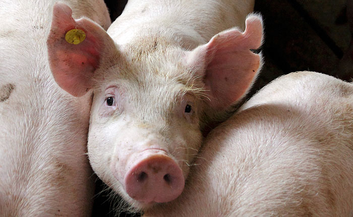 Россия снова запретила ввоз свинины из США