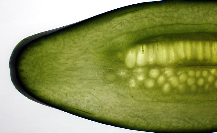 5 самых странных новостей недели