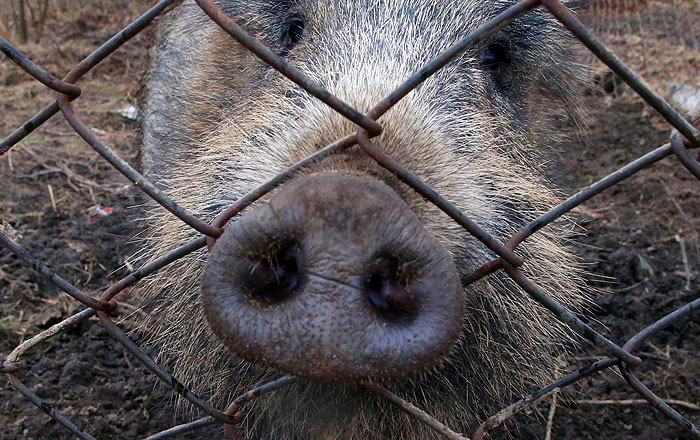 5 самых странных новостей недели