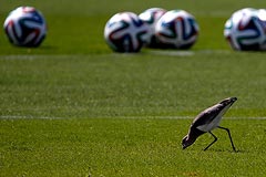 США - Германия: онлайн