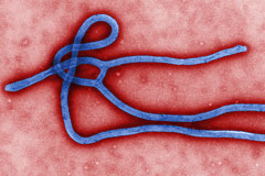 Власти Либерии ввели чрезвычайное положение для борьбы с вирусом Эбола