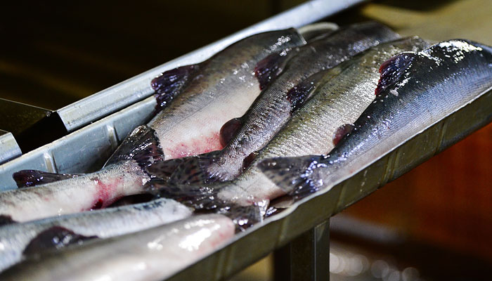 Норвегия утроила экспорт лосося в Белоруссию