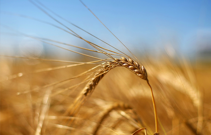 Российские экспортеры заявили об ограничении экспорта зерна