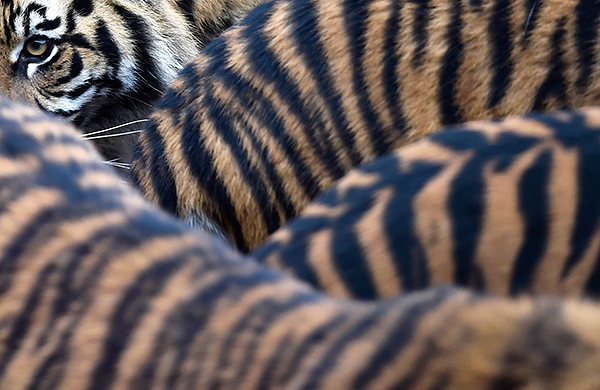 Семья тигров в лондонском зоопарке