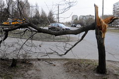 Сильный ветер повалил и повредил в Москве около 130 деревьев